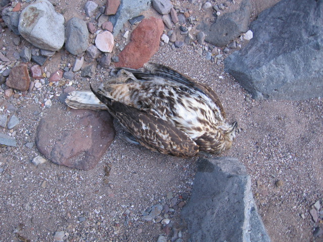 hawk - midnight canyon - safford-morenci trail.JPG